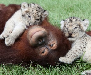 Orangutan and cubs