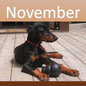 November Pet Events Minneapolis Minneasota